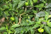 post-85461-0-22353600-1353253836_thumb.j