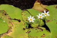 post-85461-0-23215800-1353562022_thumb.j