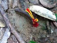 post-85461-0-36254800-1353551738_thumb.j