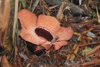 post-85461-0-36374800-1353464661_thumb.j