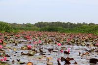 post-85461-0-37607400-1353561985_thumb.j