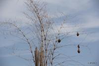 post-85461-0-73658500-1353562063_thumb.j