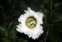 post-85461-0-75553800-1353039932_thumb.j