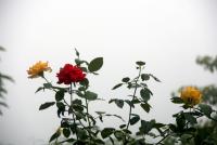 post-85461-0-80273100-1353254066_thumb.j