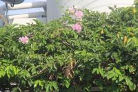 post-85461-0-83866900-1353039913_thumb.j