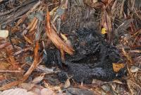 post-85461-0-89000700-1353461913_thumb.j