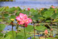 post-85461-0-94060900-1353562048_thumb.j