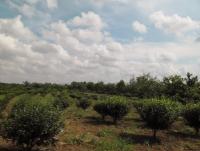 post-95995-0-48497900-1353982030_thumb.j