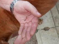 post-104736-0-09427400-1385681246_thumb.