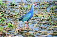 post-108698-0-53549100-1383954840_thumb.