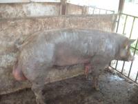 post-109249-0-42633500-1385633542_thumb.