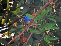 post-12069-0-18792500-1385692546_thumb.j