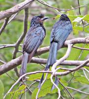 post-12069-0-20494500-1383710166_thumb.j