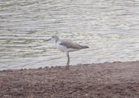 post-12069-0-52097500-1385523193_thumb.j