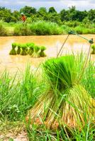 post-164006-0-26526600-1384581864_thumb.