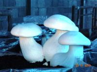 post-178178-0-21079800-1385236752_thumb.