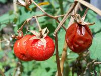 post-185776-0-25645900-1384508951_thumb.