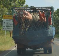 post-185776-0-44927300-1383993579_thumb.