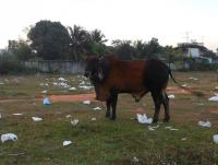 post-185776-0-67456000-1383821043_thumb.