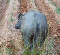 post-185776-0-88465900-1385288205_thumb.