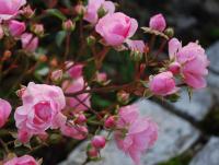 post-188117-0-30414900-1383867725_thumb.