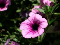 post-188117-0-31848200-1384961991_thumb.