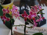 post-188117-0-47040200-1383913773_thumb.