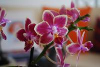 post-188117-0-65058600-1383913721_thumb.