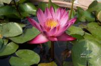 post-188117-0-74976500-1383867041_thumb.