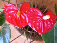 post-188117-0-93859000-1384961890_thumb.