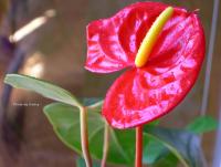 post-188117-0-95812300-1384961874_thumb.