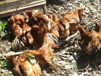 post-25023-0-01800400-1384911317_thumb.j