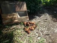 post-25023-0-17329300-1384854826_thumb.j