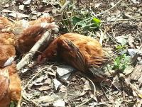 post-25023-0-44293100-1384854915_thumb.j