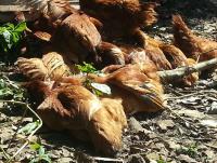 post-25023-0-81313100-1384854861_thumb.j