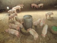 post-32351-0-01754500-1385750021_thumb.j