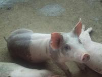 post-32351-0-12937500-1384023430_thumb.j