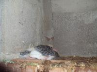 post-32351-0-28227600-1385738358_thumb.j