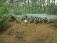 post-32351-0-30115400-1385738296_thumb.j