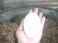 post-32351-0-31465400-1385738321_thumb.j