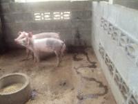 post-32351-0-42147700-1384796647_thumb.j