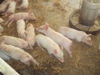 post-32351-0-42191700-1385750067_thumb.j