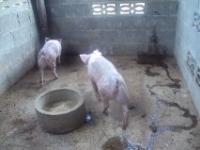 post-32351-0-47851400-1384796946_thumb.j