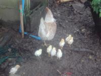 post-32351-0-53447000-1384023514_thumb.j