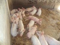 post-32351-0-55196600-1385750043_thumb.j