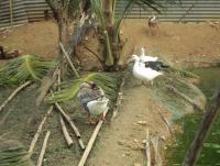 post-32351-0-57442200-1384023564_thumb.j