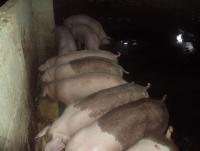 post-32351-0-77251200-1384796286_thumb.j