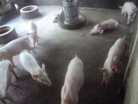 post-32351-0-89287000-1384036930_thumb.j