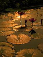 post-54326-0-07833600-1384938305_thumb.j