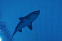 post-58709-0-03179700-1384581623_thumb.j